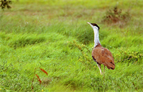Satellite tagging for Great Indian Bustard 
